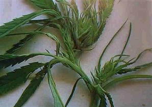 大麻を使用するとの画像2