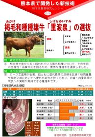 褐毛和種種雄牛「重波泉」の選抜