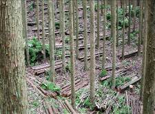 森林整備（本数調整伐）の画像