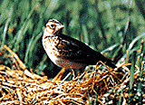 県鳥「ヒバリ」