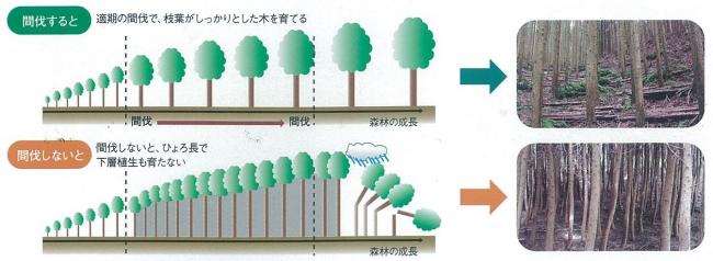 適期の間伐が、森林の公益的機能の維持増進につながることを説明する図です。