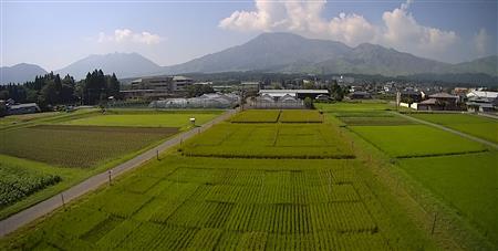 水稲試験田の画像