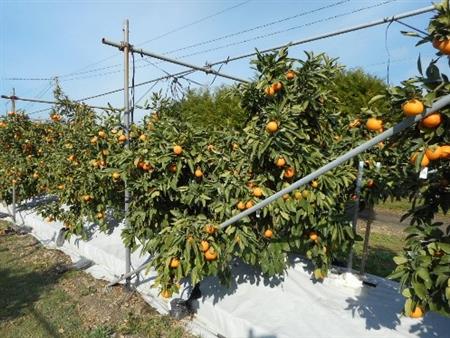 温州ミカンの根域制限栽培