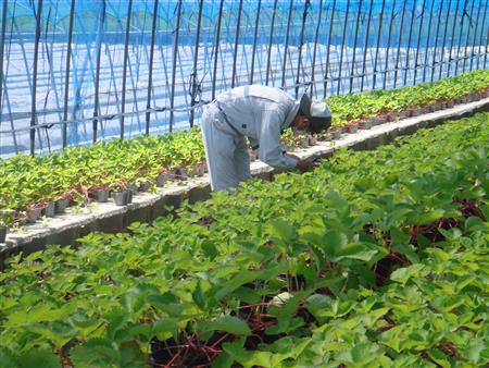 野菜病害虫の巡回調査の画像