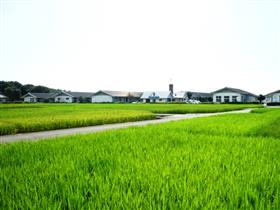 水田風景の画像