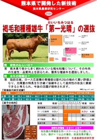 褐毛和種種雄牛「第一光晴」の選抜