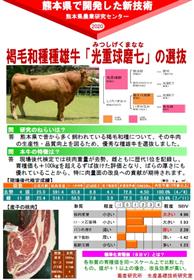 褐毛和種種雄牛「光重球磨七」の選抜