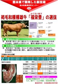 褐毛和種種雄牛「福栄豊」の選抜