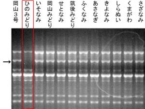 いぐさDNA識別技術に関する写真