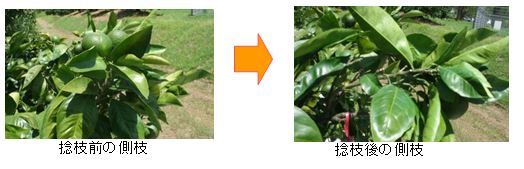 捻枝画像