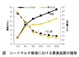 熊本県育成の温州ミカン「熊本EC11」はシートマルチ栽培により高品質な果実が生産できる（2）