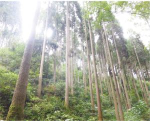 多様で健全な森林づくり（球磨村）写真