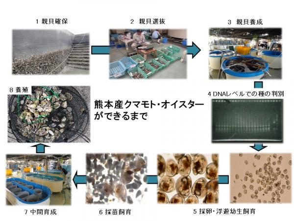 熊本産クマモト・オイスターができるまで