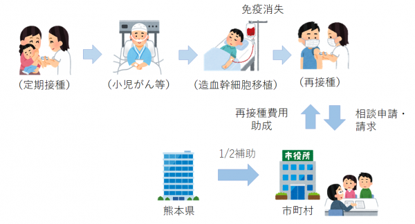 造血幹細胞移植後ワクチン再接種の流れ