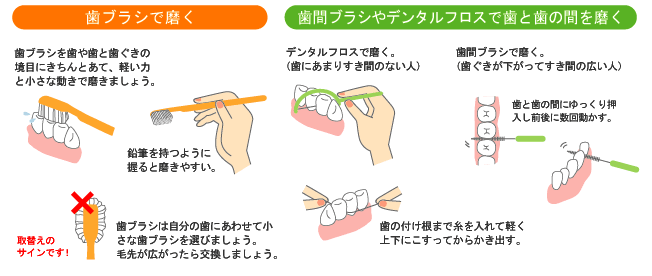 歯の磨き方