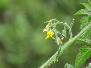 トマトの花