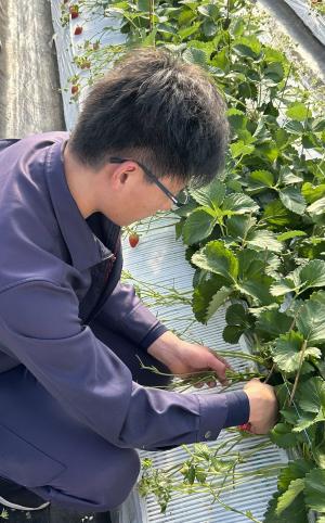 イチゴの管理を行う様子