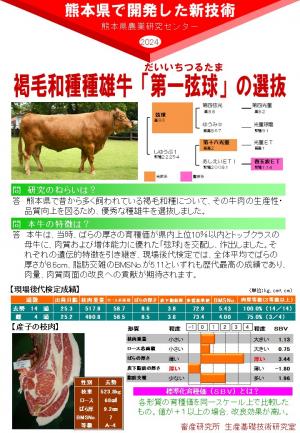 褐毛和種「第一弦球」