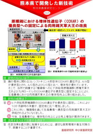 原種鶏における増体性遺伝子（CCKAR）の 優良型への固定による肉用鶏天草大王の改良
