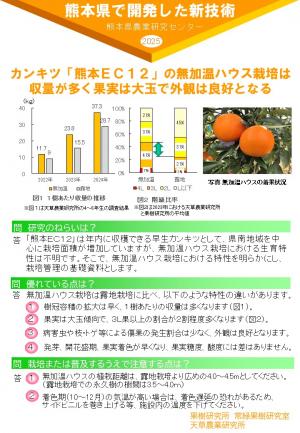 カンキツ「熊本ＥＣ１２」の無加温ハウス栽培は 収量が多く果実は大玉で外観は良好となる