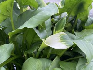 グリーン系湿地性カラー「熊本FC０３」