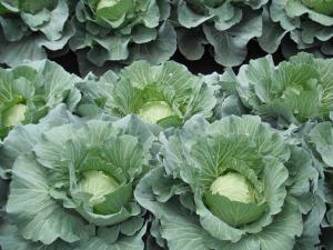 キャベツでの堆肥を使用した化学肥料代替技術の開発試験