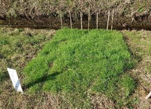 畦畔にカバープランツを張り雑草を防除する試験の様子