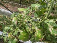 トマトキバガ　被害