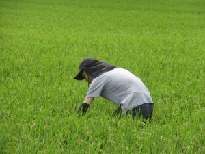 水田に入り病害虫が発生していないか確認する様子