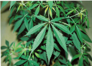 大麻の葉