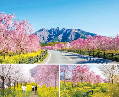 阿蘇高森サクラミチ