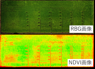 水稲RBG・NDVI