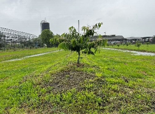 水田転換クリ園（画像）