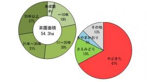 鹿本地域の茶の樹齢（左）と品種構成割合（右）（画像）