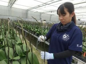 胡蝶蘭の支柱立ての様子