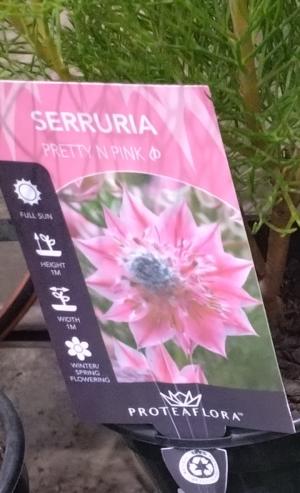 花の様子