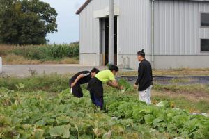 野菜を収穫する学生