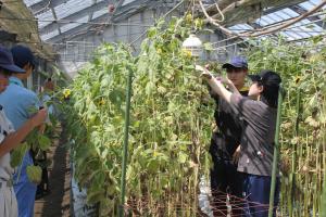 花きコース ひまわり収穫実習