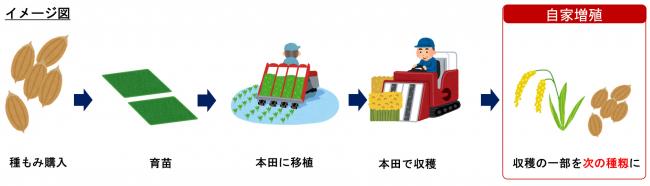 水稲の自家増殖