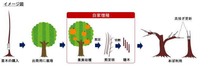 カンキツの自家増殖について