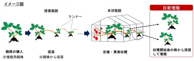 イチゴの自家増殖