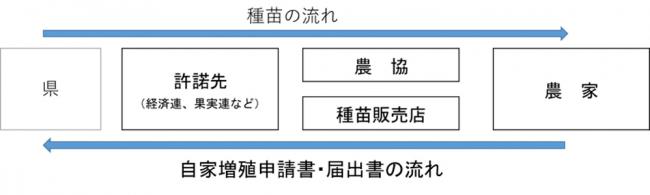 自家増殖申請書・届出書の提出の流れ
