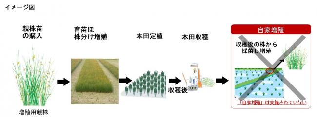 いぐさ自家増殖