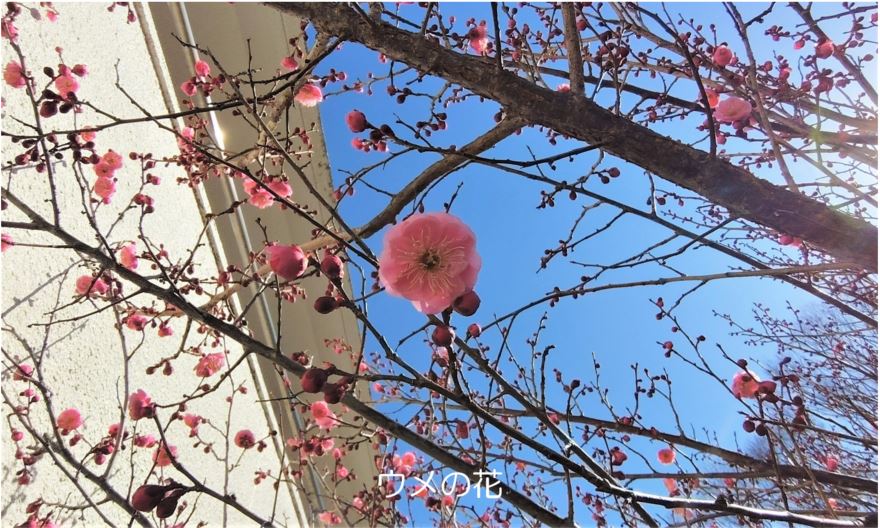 ヤイトバナ（ヘクソカズラ）の花